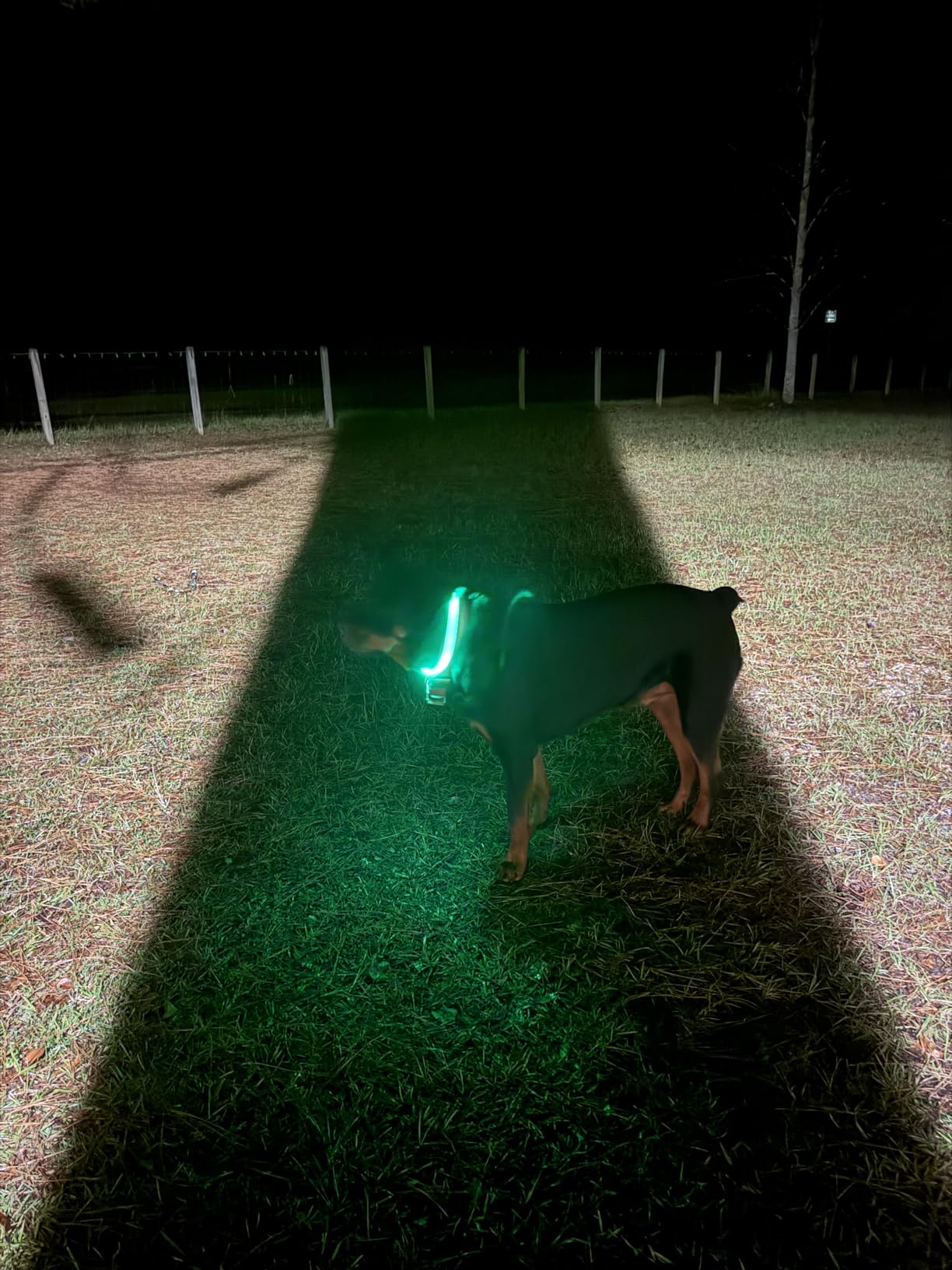 HIGO Light Up Dog Collar, USB Rechargeable LED Dog Collar, TPU Cuttable Dog Glow Collar, High Visibility Puppy Collar Safety Dog Lights for Night Walking customer photo 2