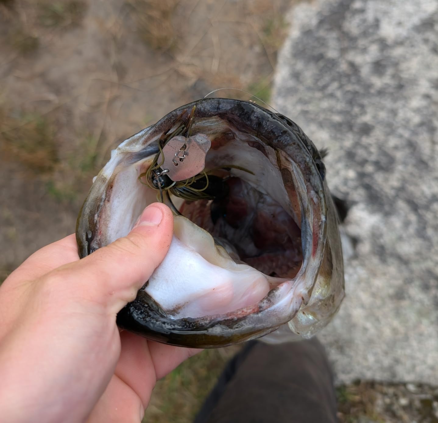 Strike King Thunder Cricket Fishing Lure, Vibrating Swim Jig, Silver Blade, 4/0 Jungle-Style Flipping Hook customer photo 1