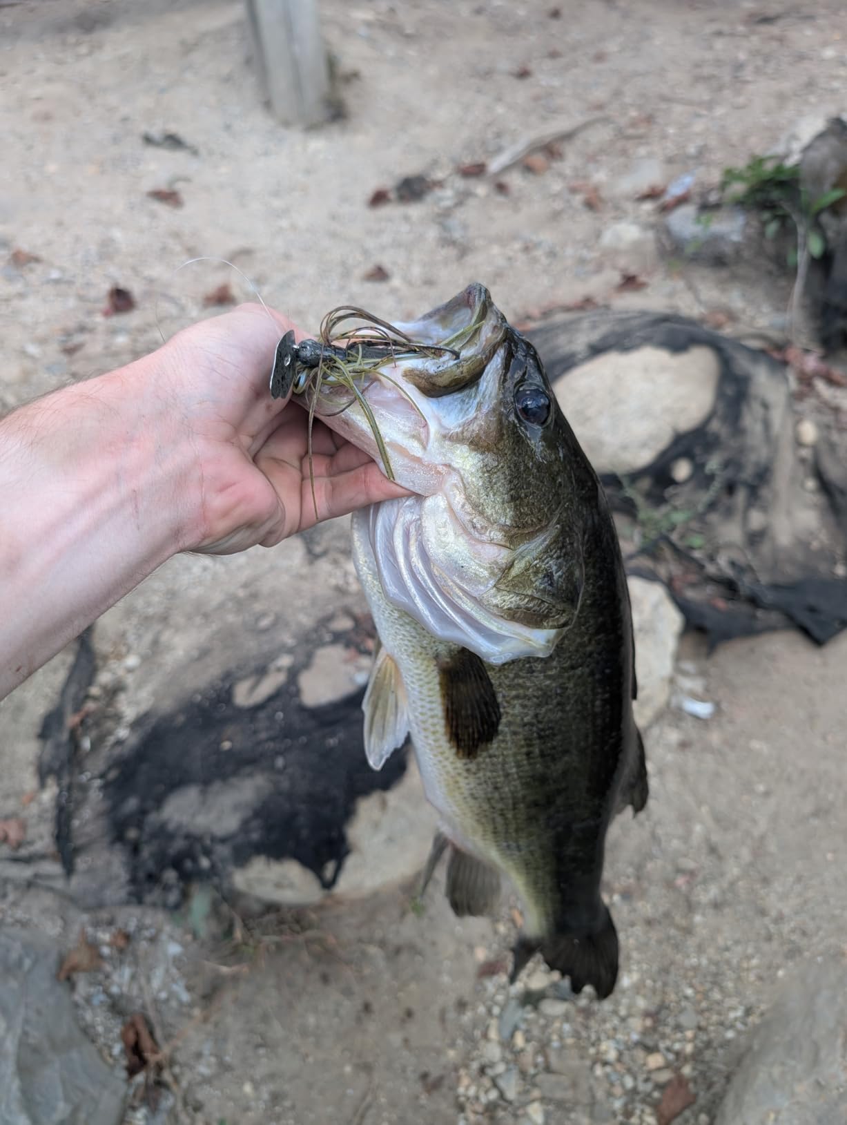 Strike King Thunder Cricket Fishing Lure, Vibrating Swim Jig, Silver Blade, 4/0 Jungle-Style Flipping Hook customer photo 2