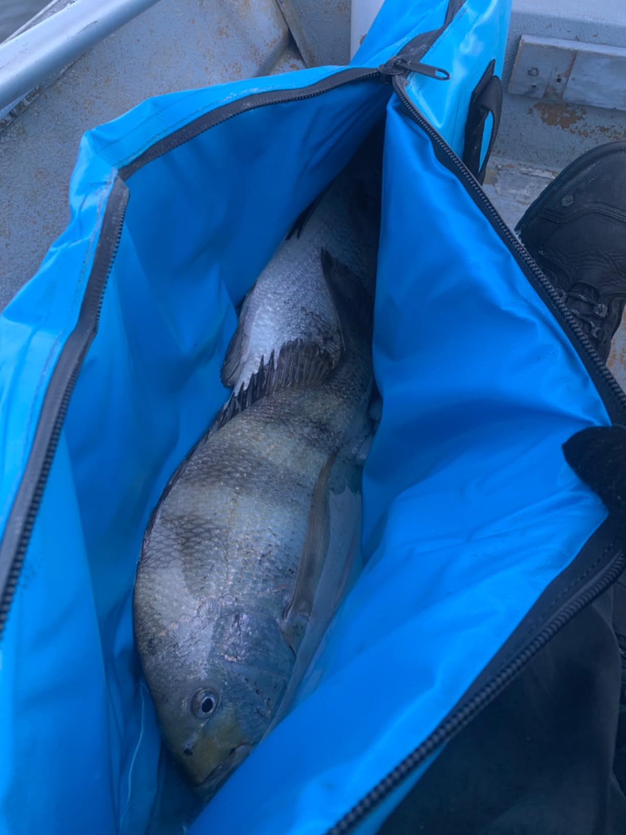Buffalo Gear Insulated Fish Cooler Bag Portable Fish Kill Bag Keep Ice-cold More Than 48 Hours customer photo 1