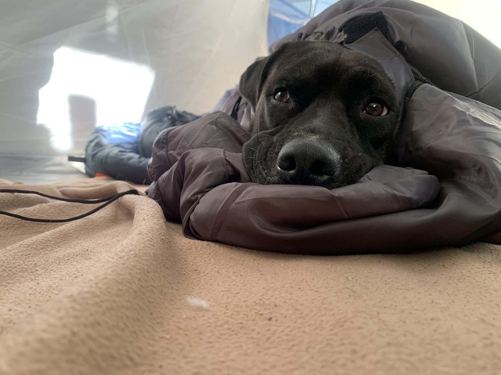 Dog Sleeping Bag Waterproof Warm Packable Dog Bed with Storage Bag for Indoor Outdoor Travel Camping Hiking Backpacking customer photo 1