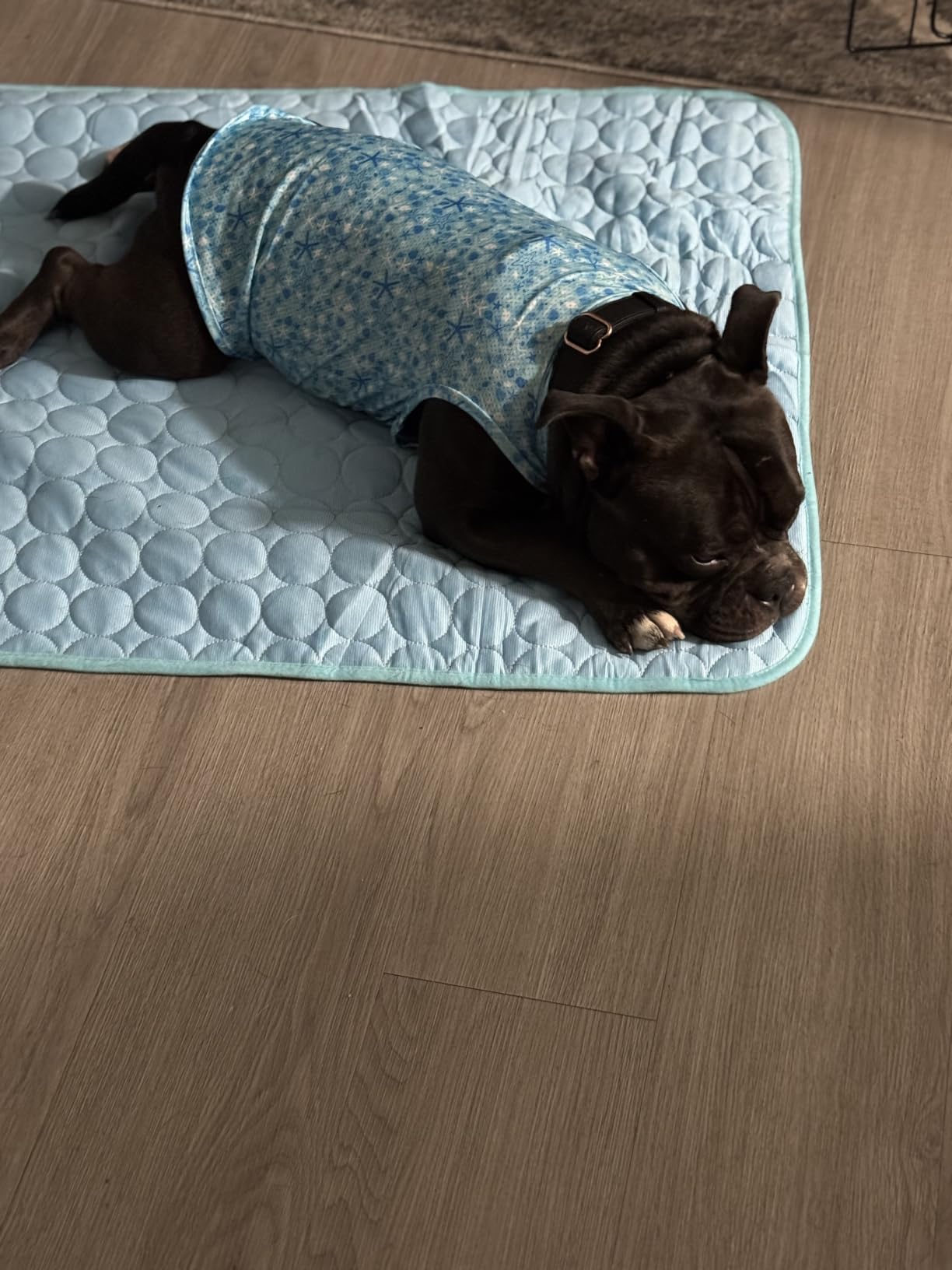 MICROCOSMOS Summer Cooling Mat & Sleeping Pad - Water Absorption Top, Materials Safe, Easy Carry, EZ Clean. Keep Cooling for Pets, Kids and Adults (Blue, 28