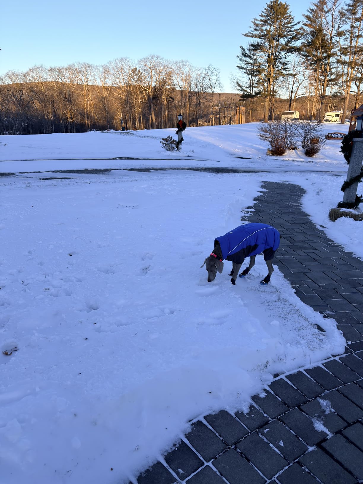 Ruffwear Polar Trex Dog Boots, Ultimate Winter Paw Protection, Insulated Grip & Anti-Snow Gaiter for Extreme Cold Adventures, Obsidian Black customer photo 1
