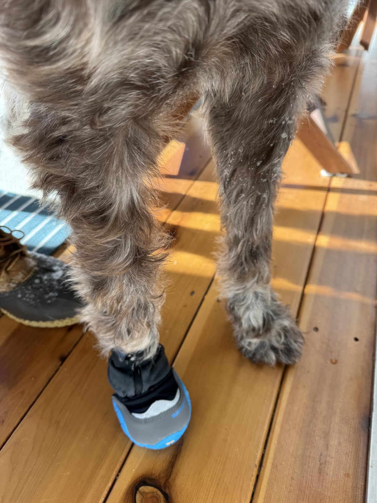 Ruffwear Polar Trex Dog Boots, Ultimate Winter Paw Protection, Insulated Grip & Anti-Snow Gaiter for Extreme Cold Adventures, Obsidian Black customer photo 2