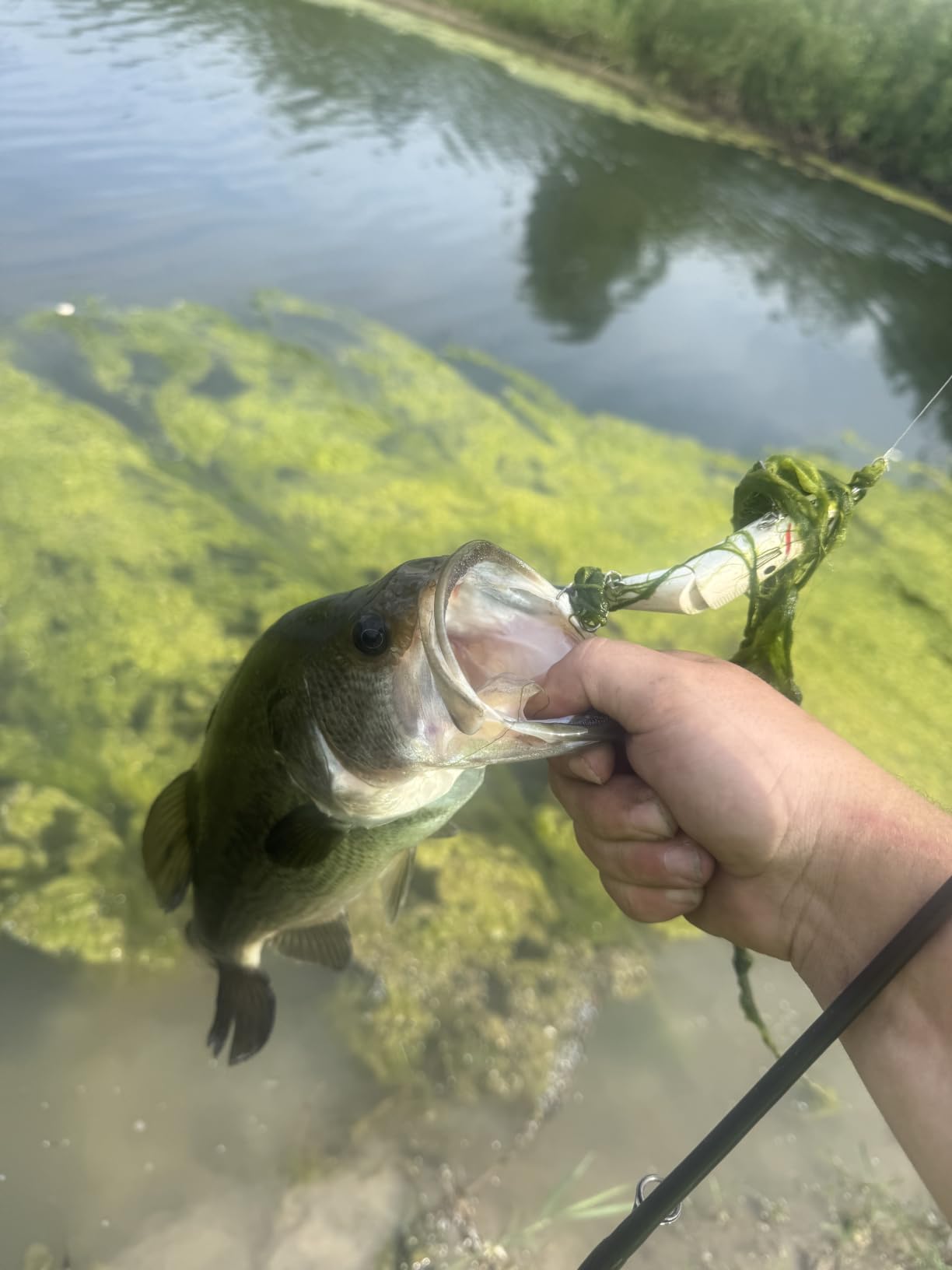 Bassdash SwimShad Glide Baits Jointed Swimbait Bass Pike Salmon Trout Muskie Fishing Lure customer photo 1