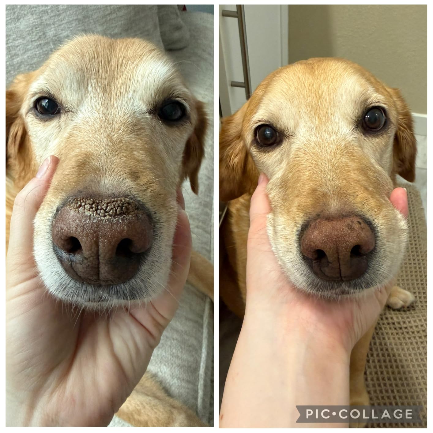 Palmers for Pets Cocoa Butter Paw Pad and Nose Balm for Dogs, 3.5 Oz | Fragrance-free, plant-based balm with Vitamin E soothes dry, cracked paws and noses between walks customer photo 1