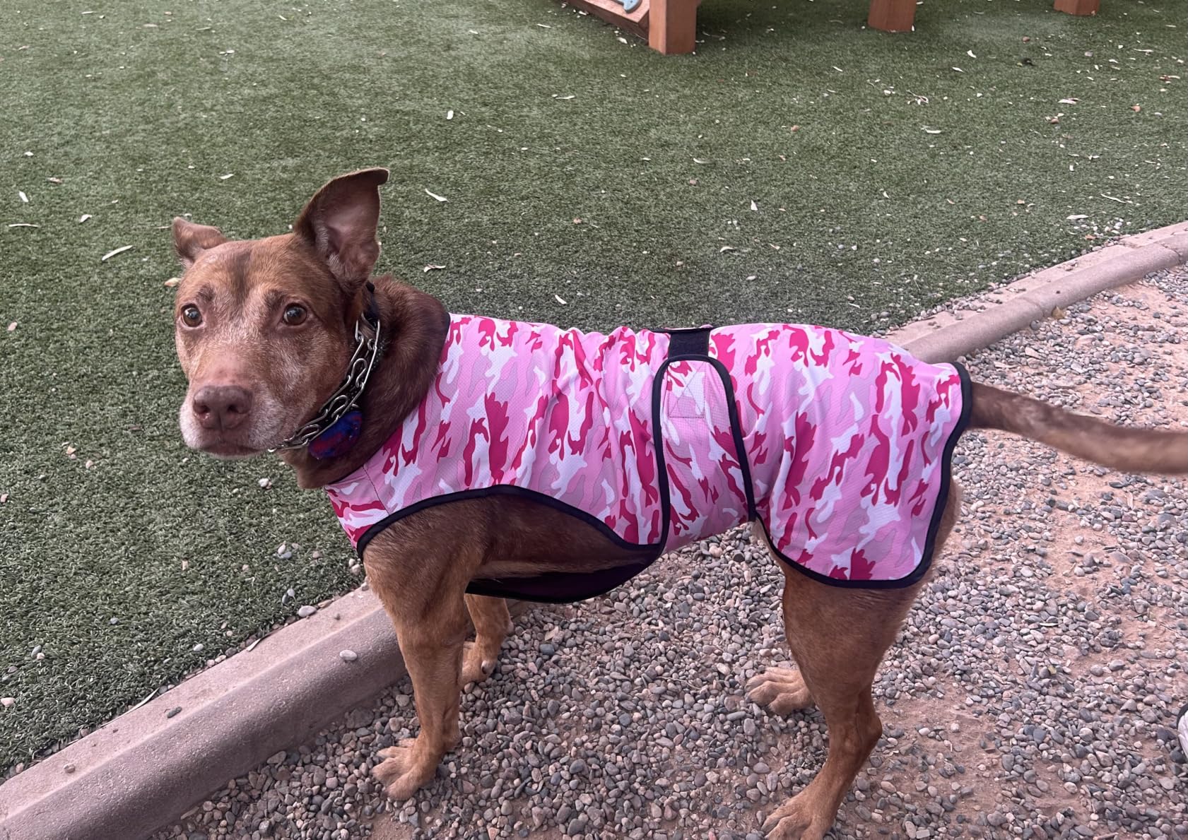 Dog Cooling Vest, 2-Layer Microfiber Cooling Jacket, Blue, L | Longer cooling duration, balanced comfort, UV protection, soft double-layer microfiber fabric customer photo 2