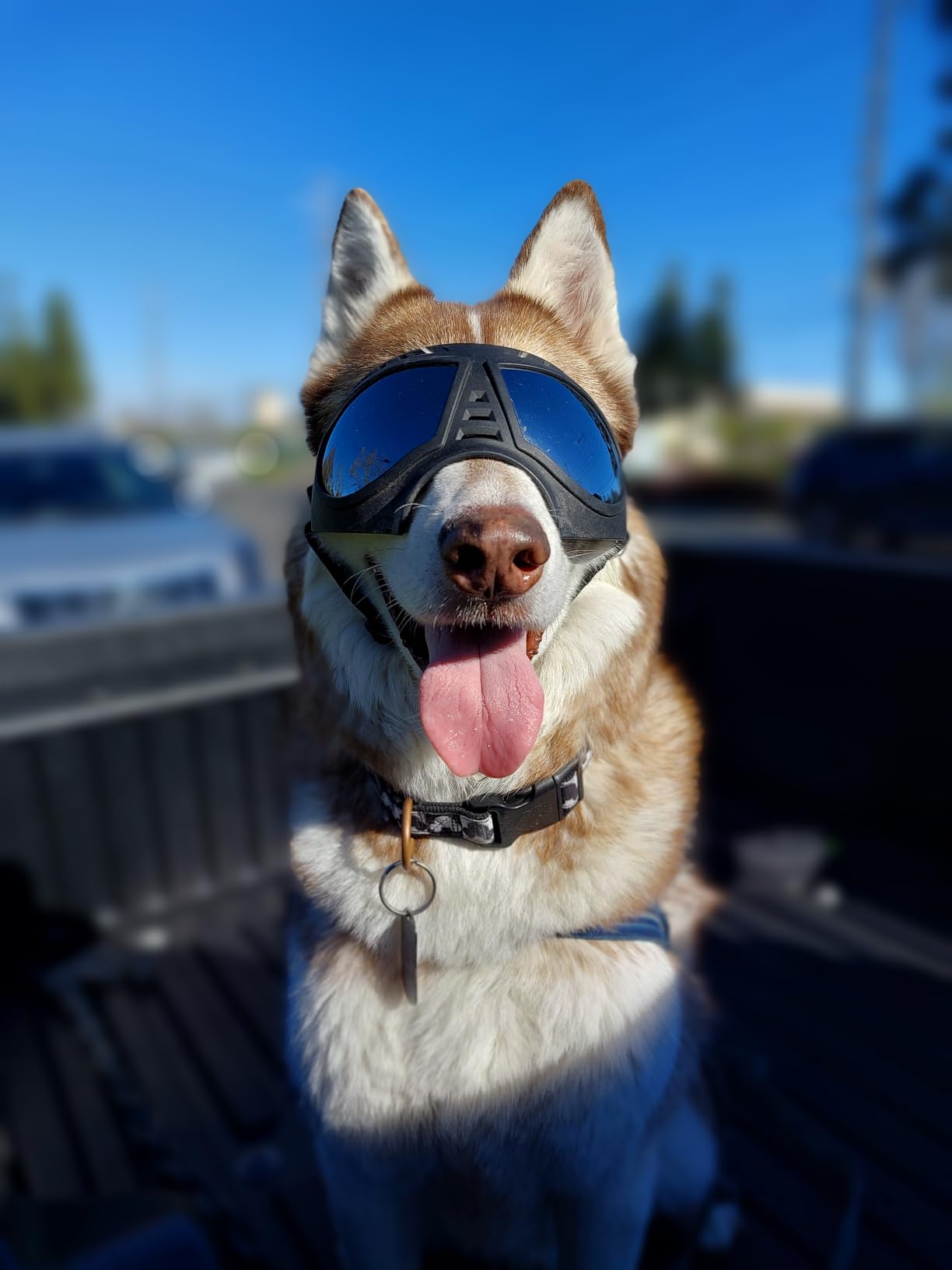 Dog Goggles Big Area Dog Sunglasses, Large Breed Windproof Snowproof Eye Protection Pet Glasses for Outdoor Driving Cycling (Large) customer photo 1