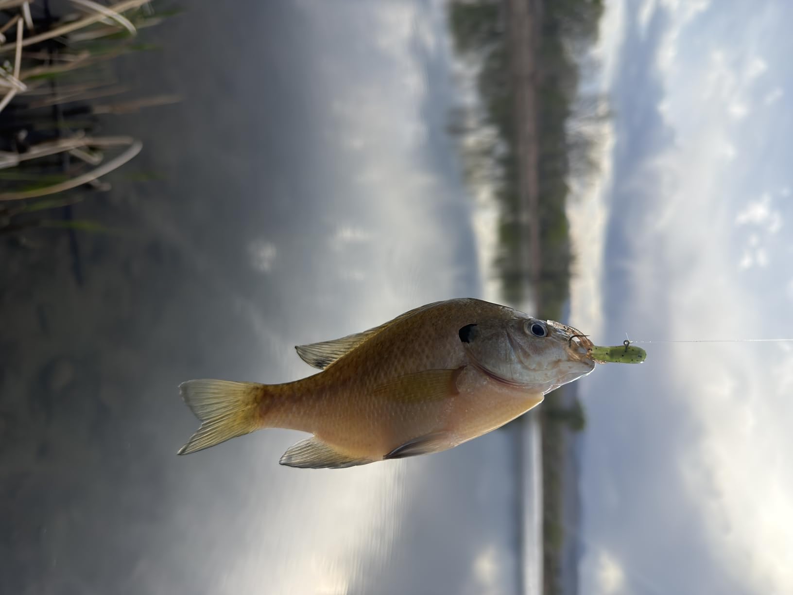 Berkley PowerBait Pre-Rigged Atomic Tubes Fishing Soft Bait customer photo 1