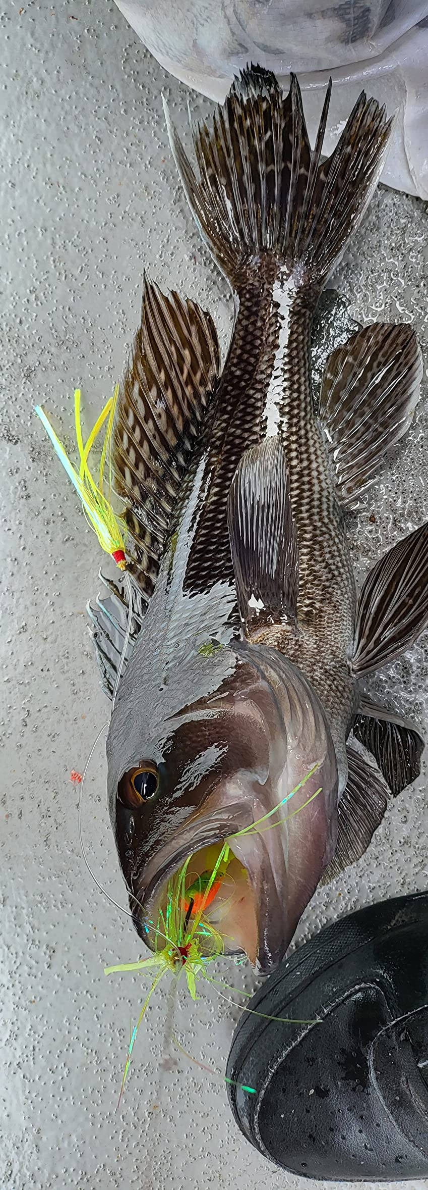 UMT Fluke Flounder Hi-Lo Rig Mylar Teaser for Saltwater BKK Black Size 3/0 Octopus Hook - 30lb Heavy Duty Mono 1, 5 & 10 Pack Options customer photo 1