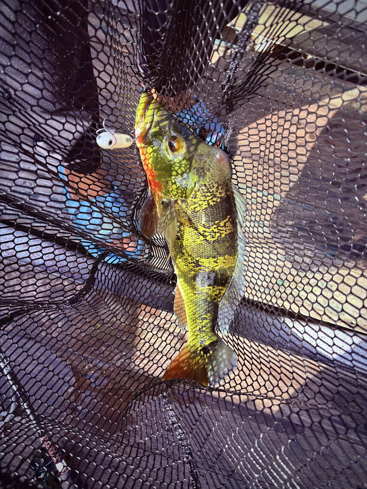 Heddon Saltwater Super Spook Jr - 3 Pack PK3X9236-2, Multi, One Size customer photo 1