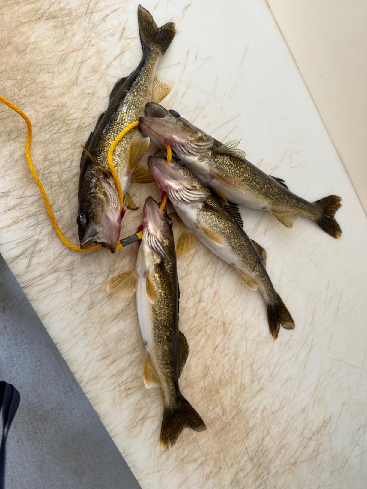 Drop Shot Rigs for Bass Fishing Ready Rig with Hooks and Sinker Weights customer photo 2