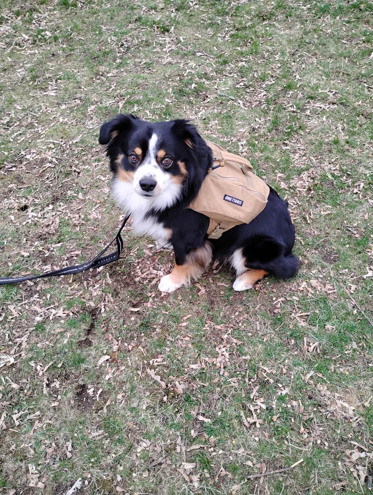 ONETIGRIS Y-Shaped Dog Backpack No Pull CAMLUS Dog Saddle Bag with D-Rings, Lightweight Dog Pack Hiking Gear for Dogs Hunting Camping Travel customer photo 1