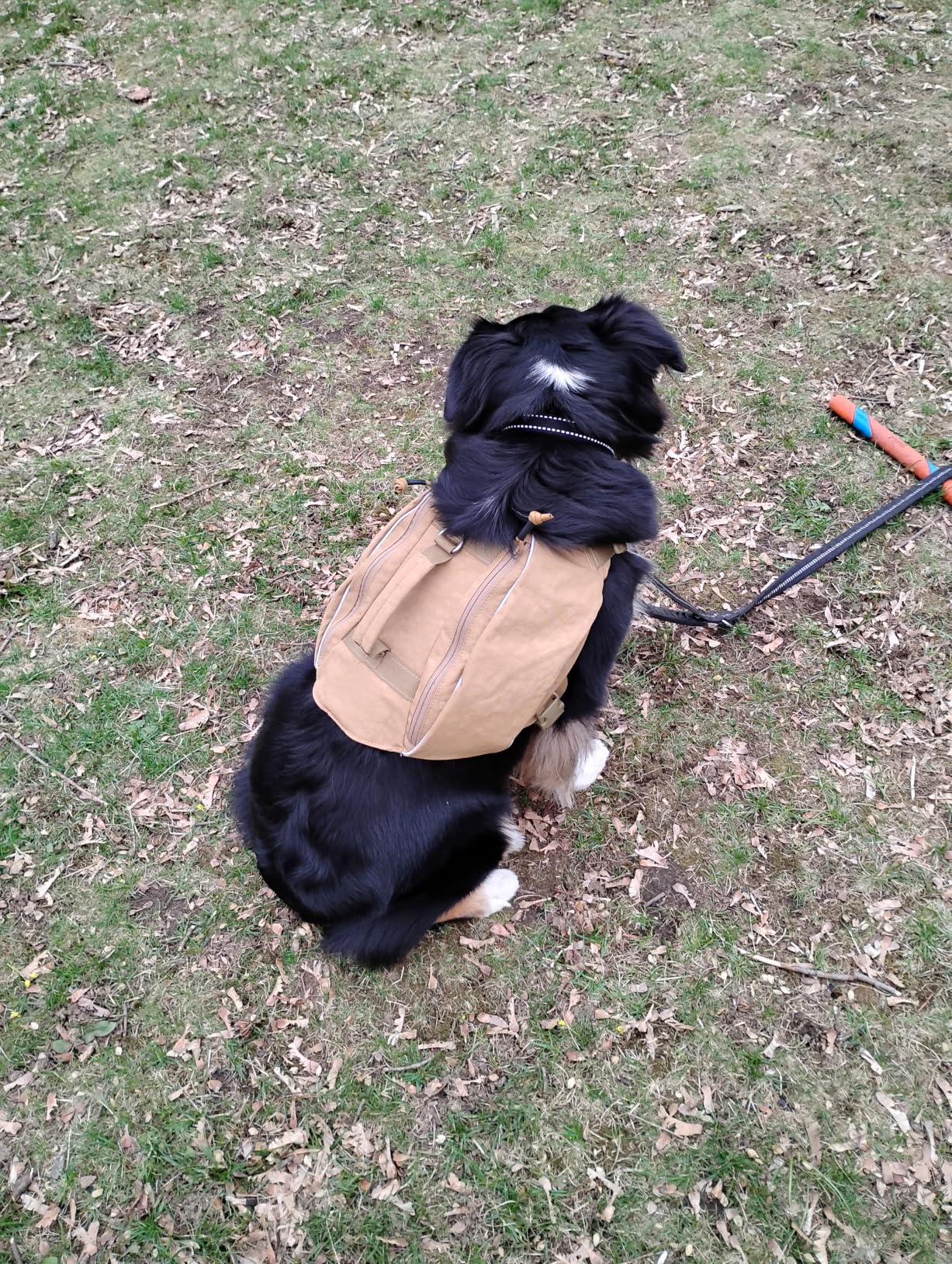ONETIGRIS Y-Shaped Dog Backpack No Pull CAMLUS Dog Saddle Bag with D-Rings, Lightweight Dog Pack Hiking Gear for Dogs Hunting Camping Travel customer photo 2
