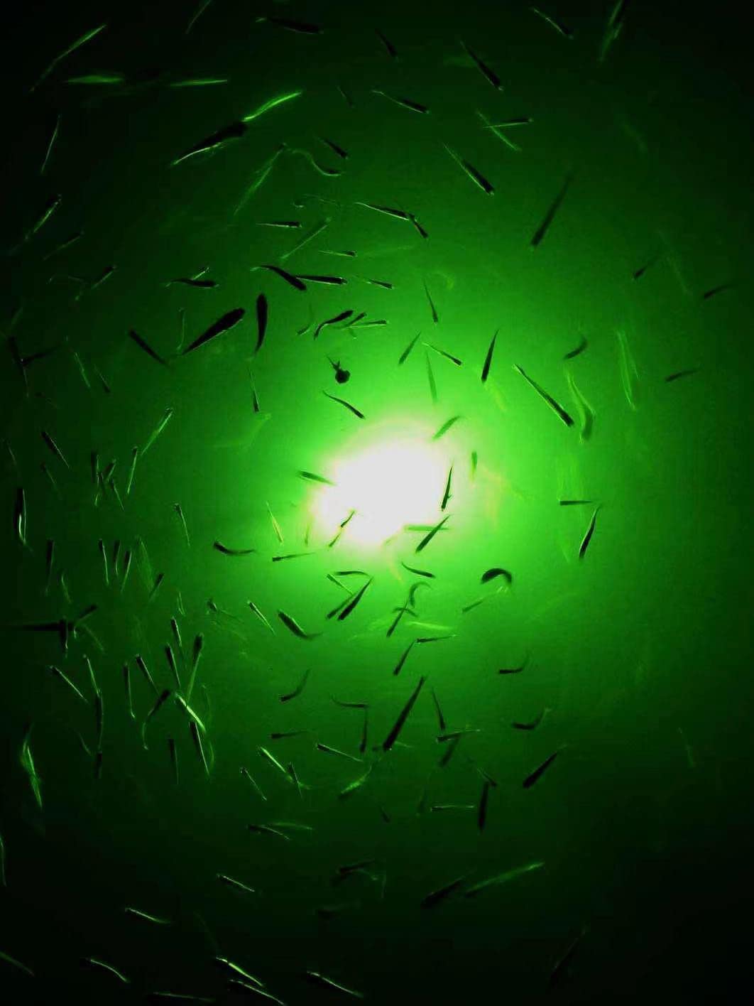 18W 45W DC 12V Green IP68 Waterproof Aluminum Super Bright LED Fish Bait Submersible Dock Underwater Fishing Light Attractants For At Night Snook Crappie With Battery Clamps Cigarette Lighter Plug customer photo 1