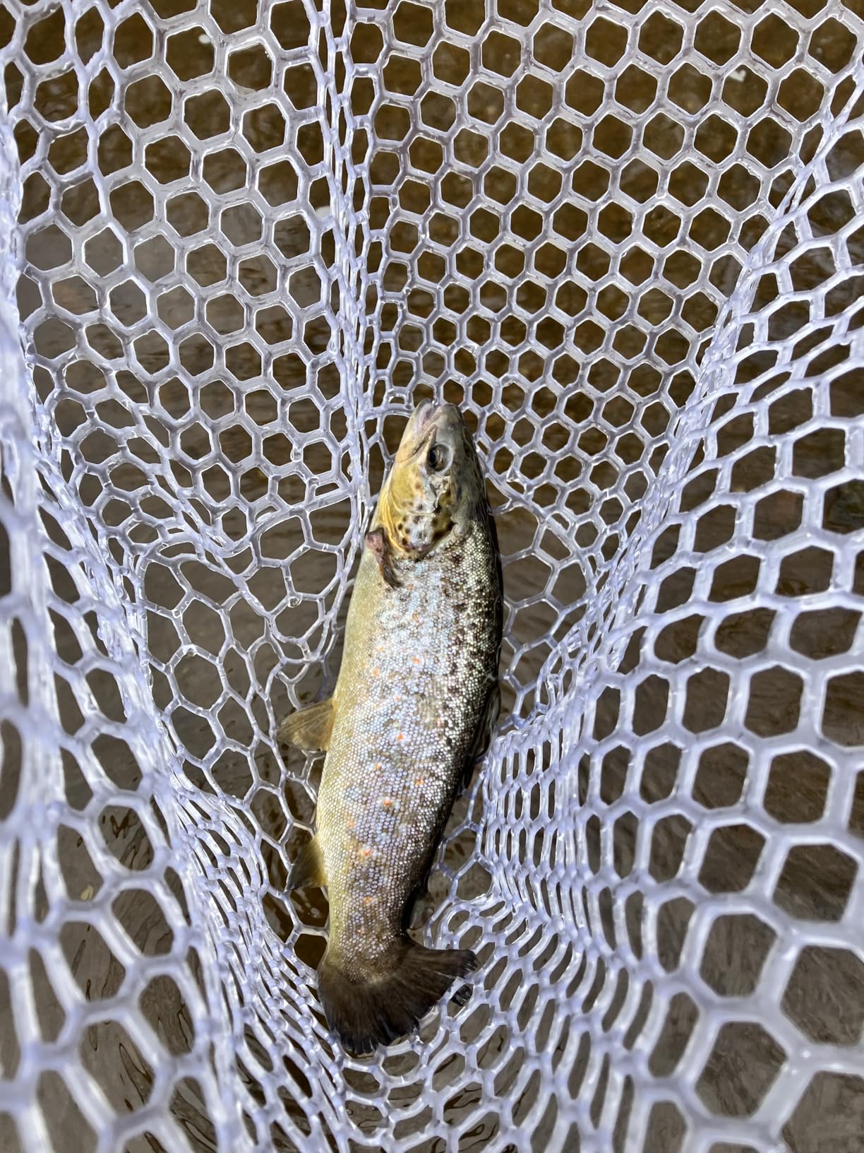 SF Fly Fishing Landing Net Soft Rubber Mesh Trout Net Catch and Release Net customer photo 1