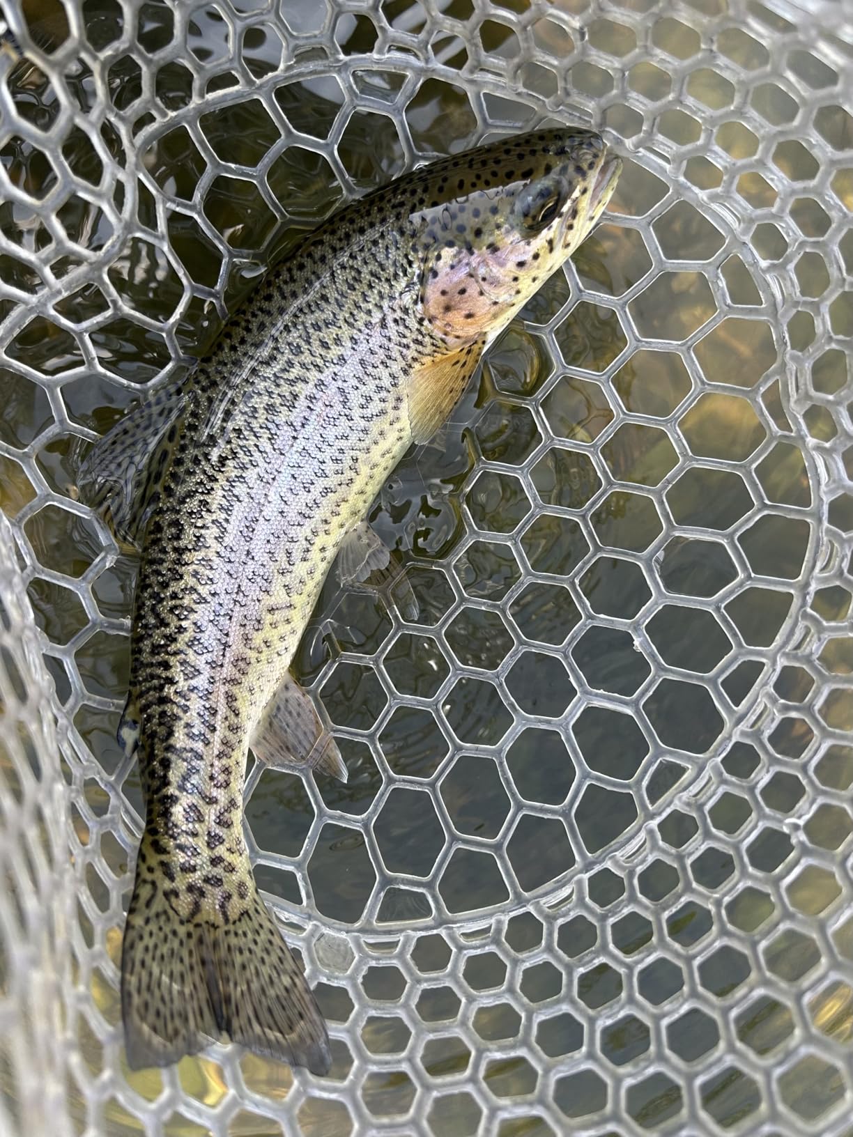 SF Fly Fishing Landing Net Soft Rubber Mesh Trout Net Catch and Release Net customer photo 2