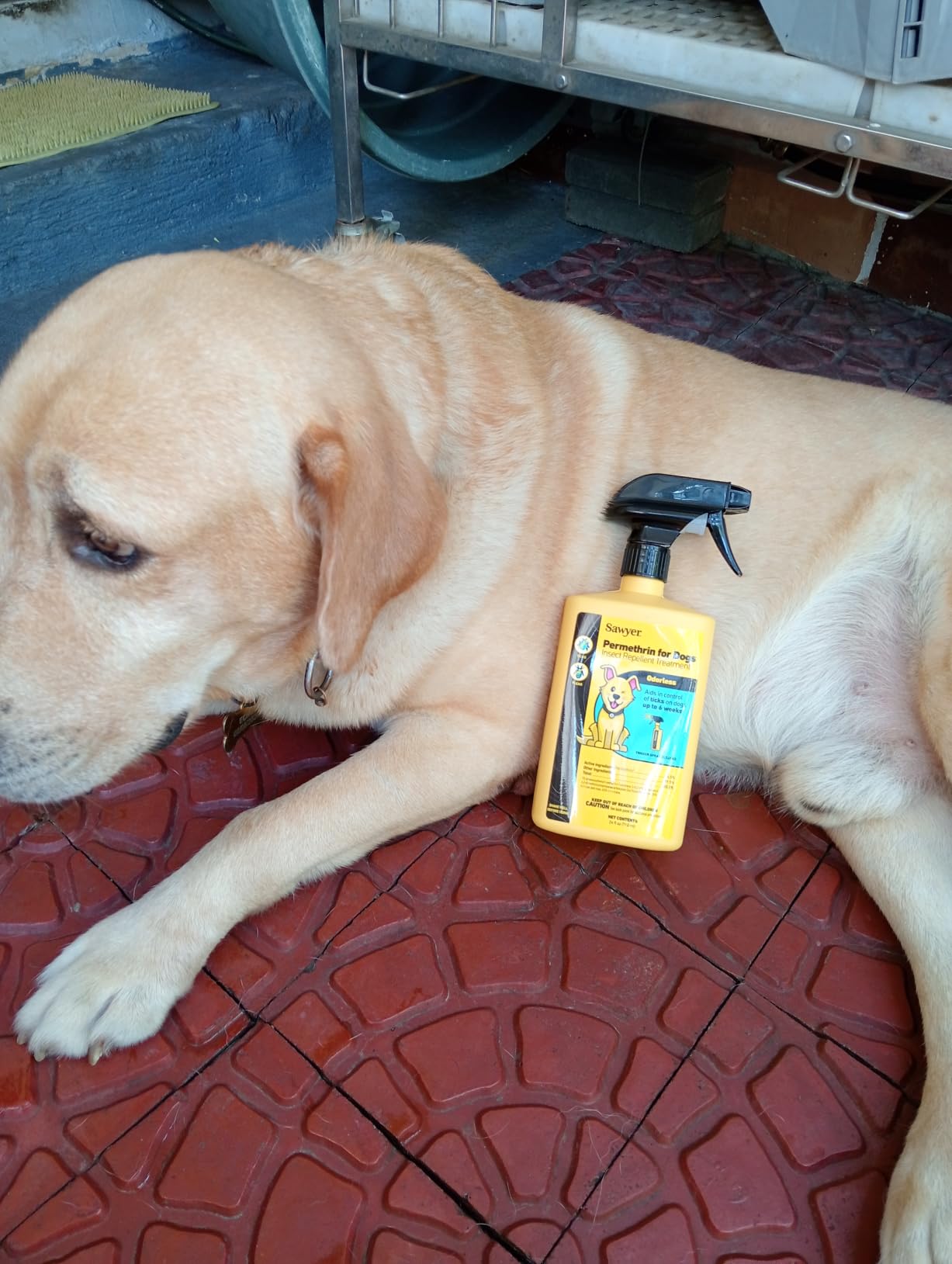 Sawyer Products SP624 Permethrin, Permethrin for Dogs Insect Repellent Treatment customer photo 2