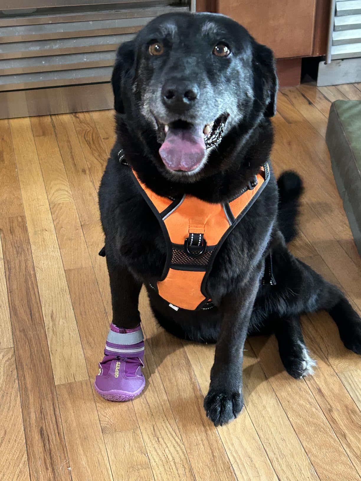 QUMY Dog Shoes for Hot Pavement, Dog Snow Boots & Paw Protectors for Winter, Dog Booties Medium Large Size Dogs, Water-resistant, Outdoor Walking, Indoor Hardfloors Skid-resistant Sole customer photo 2