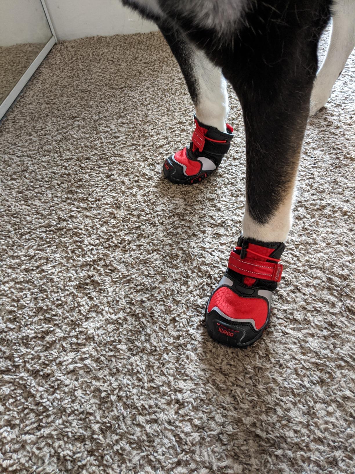 Kurgo Blaze Cross Dog Shoes, Chili Red/Black, Large, 2 Pack | All Season Paw Protectors, Lightweight & Breathable, Water-Resistant, Reflective Accents, No-Slip customer photo 1