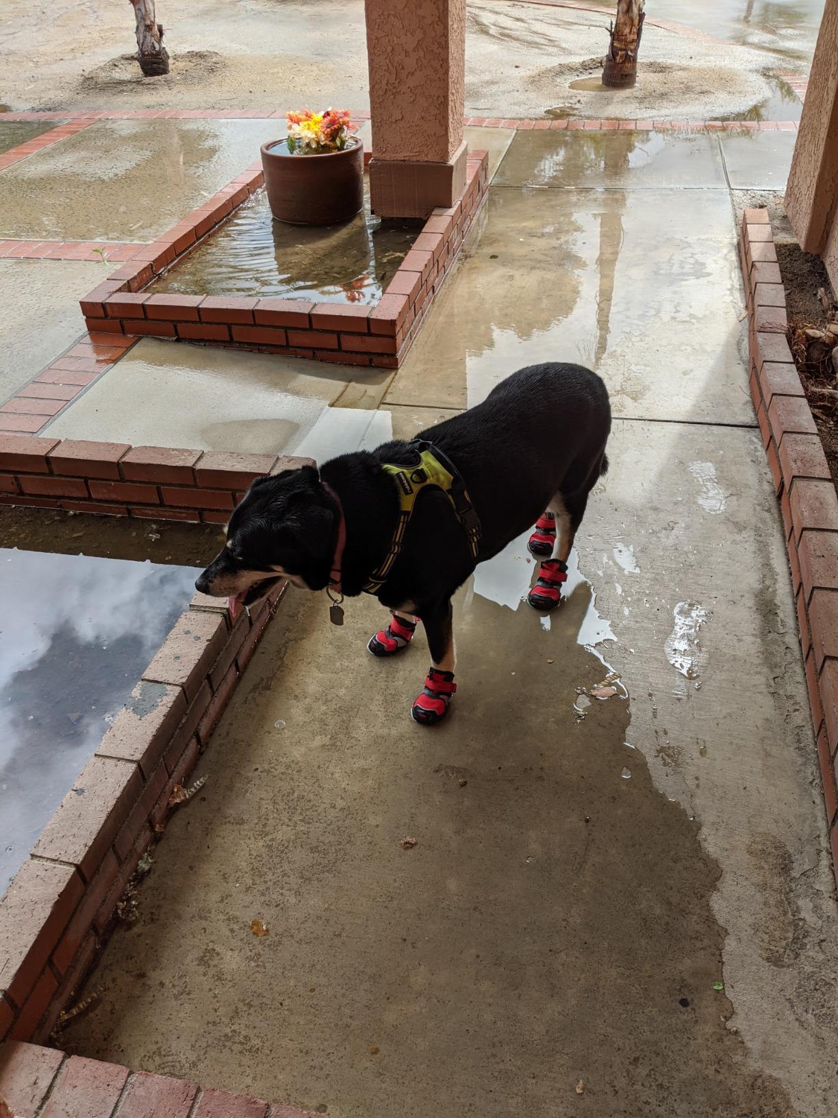 Kurgo Blaze Cross Dog Shoes, Chili Red/Black, Large, 2 Pack | All Season Paw Protectors, Lightweight & Breathable, Water-Resistant, Reflective Accents, No-Slip customer photo 2