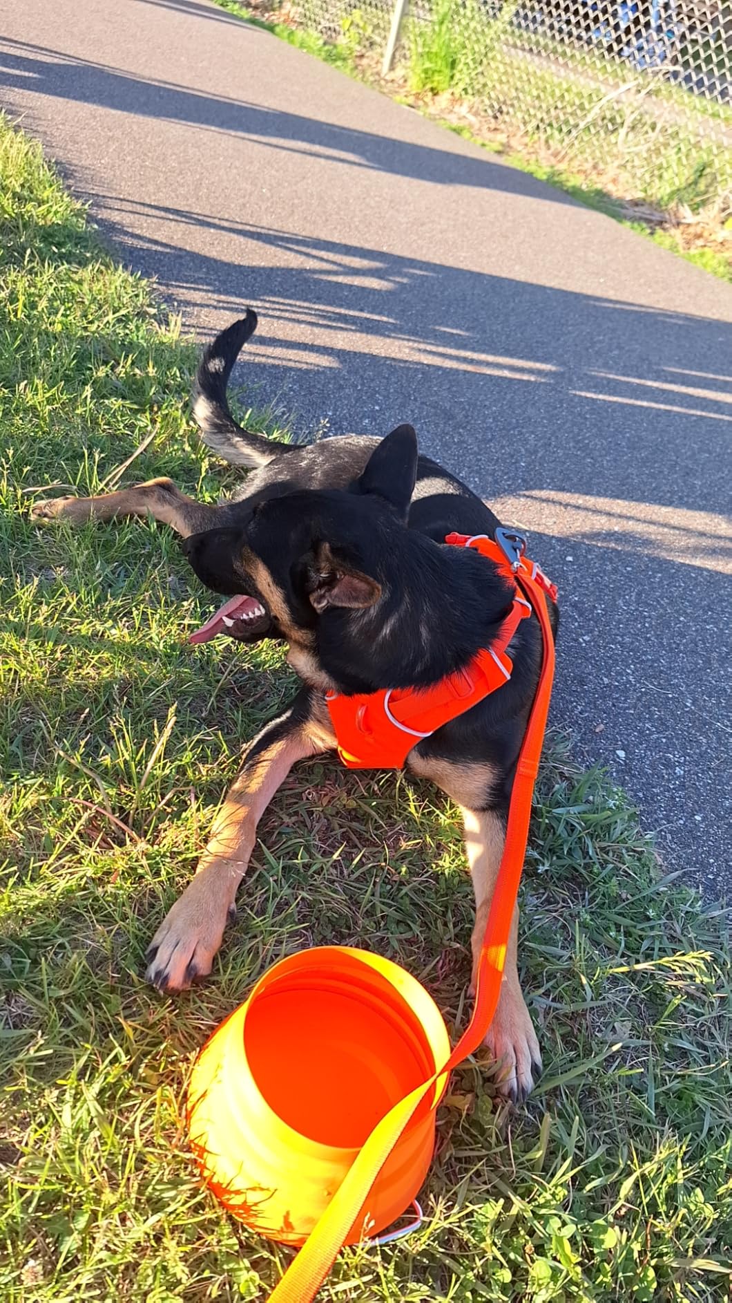 Ruffwear, Bivy Collapsible Dog Bowl, 60 fl oz, Salamander Orange, Medium | Waterproof Welded Single-Wall Fabric, Ultralight Portable Fold-Flat, Non-Slip Bottom, Accessory Loop, Reflective Trim, 1.8 L customer photo 1