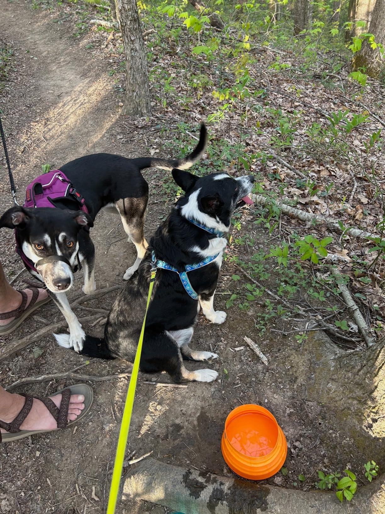 Ruffwear, Bivy Collapsible Dog Bowl, 60 fl oz, Salamander Orange, Medium | Waterproof Welded Single-Wall Fabric, Ultralight Portable Fold-Flat, Non-Slip Bottom, Accessory Loop, Reflective Trim, 1.8 L customer photo 2