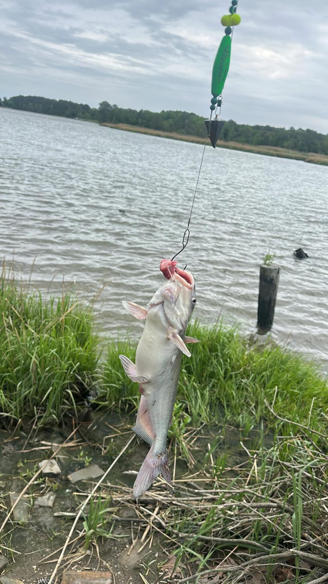 Catfish-Rig-for-Bank-Fishing-Catfishing-Tackle-Floats-with-Rattler-Santee Cooper Rig Equipment customer photo 1