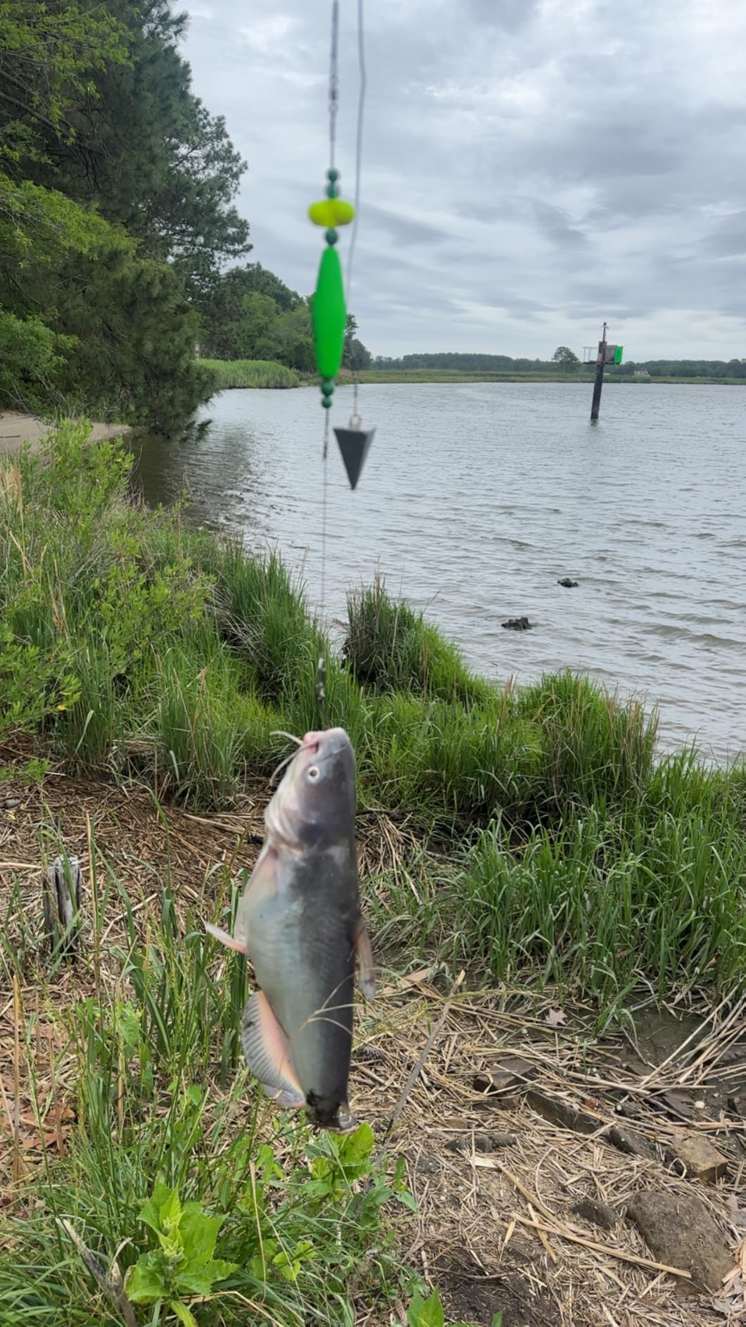 Catfish-Rig-for-Bank-Fishing-Catfishing-Tackle-Floats-with-Rattler-Santee Cooper Rig Equipment customer photo 2
