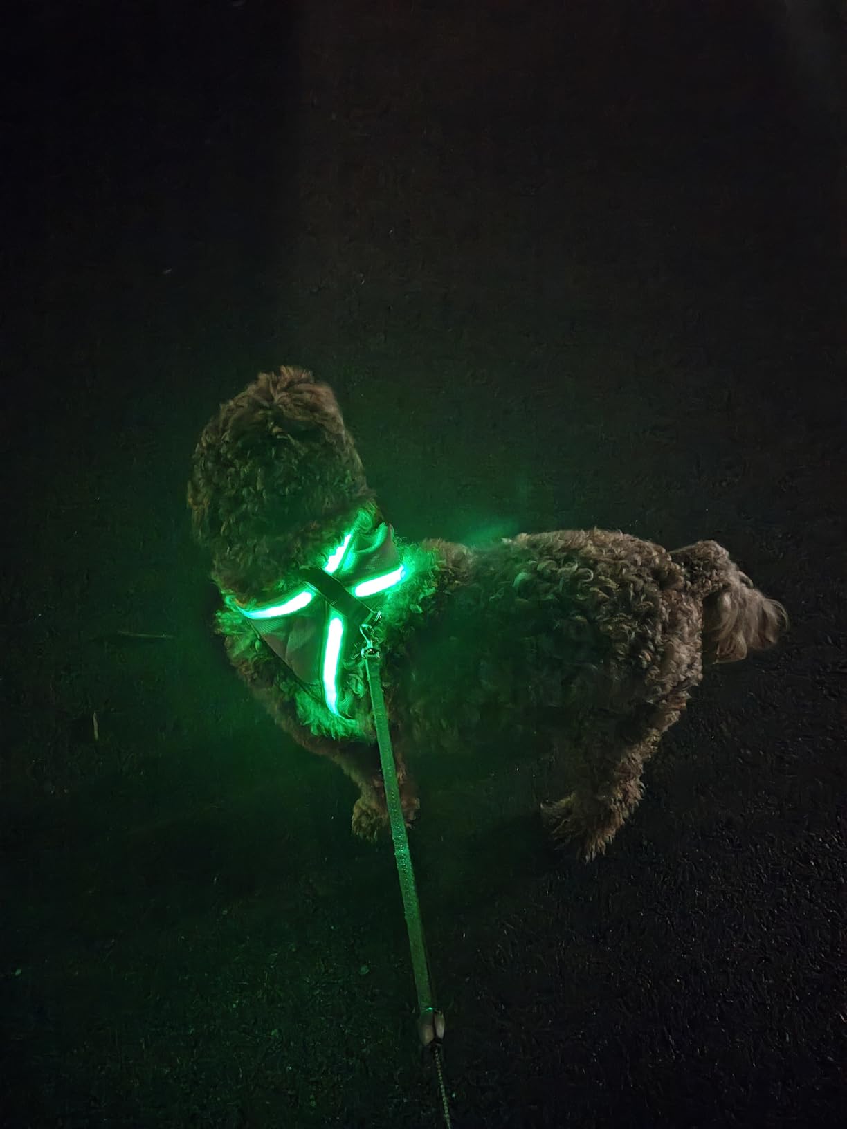 ChalkLit Light Up Dog Harness, No Pull LED Dog Harness Glow-in-The-Dark for Night Walking, USB Rechargeable Lighted Safety Vest for Medium Large Dogs, Adjustable Soft Mesh Fully Illuminated customer photo 1