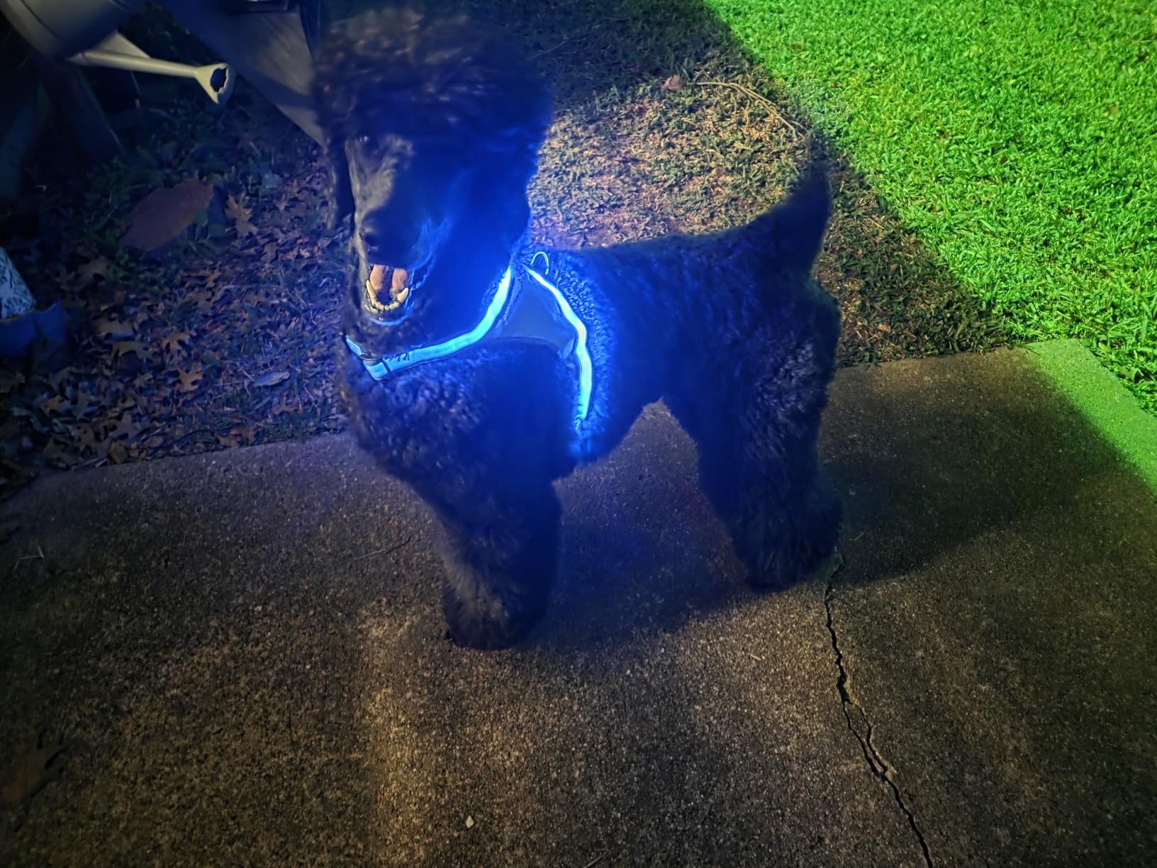 ChalkLit Light Up Dog Harness, No Pull LED Dog Harness Glow-in-The-Dark for Night Walking, USB Rechargeable Lighted Safety Vest for Medium Large Dogs, Adjustable Soft Mesh Fully Illuminated customer photo 2