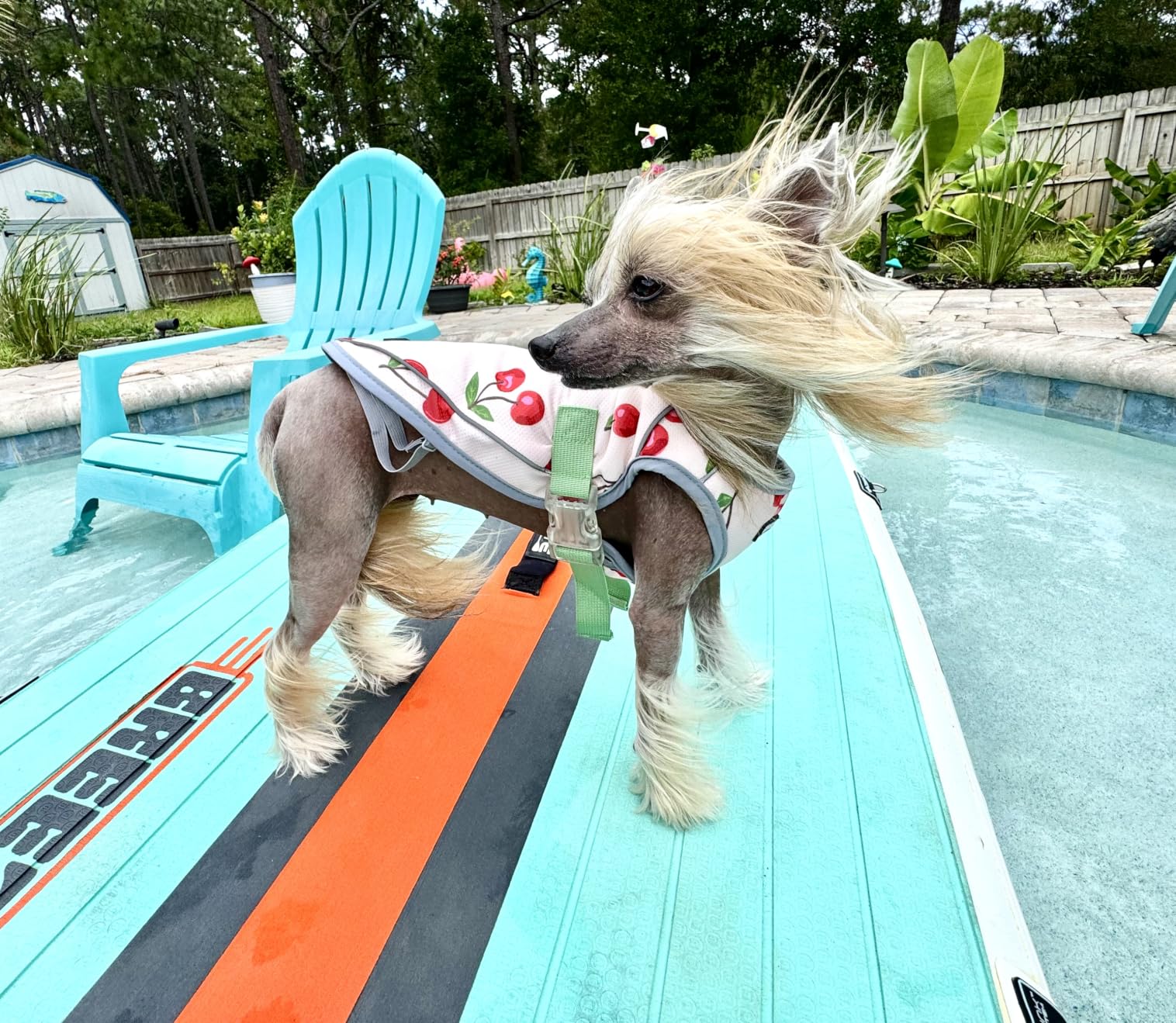 Spark Paws Dog Cooling Vest - SPF 50 UV Sun Protection - Summer Heat Relief Gear for Dogs, Lightweight, Evaporative Cooling - Dog Anxiety Relief Vest During Hot Days - Snowcone, XL customer photo 2