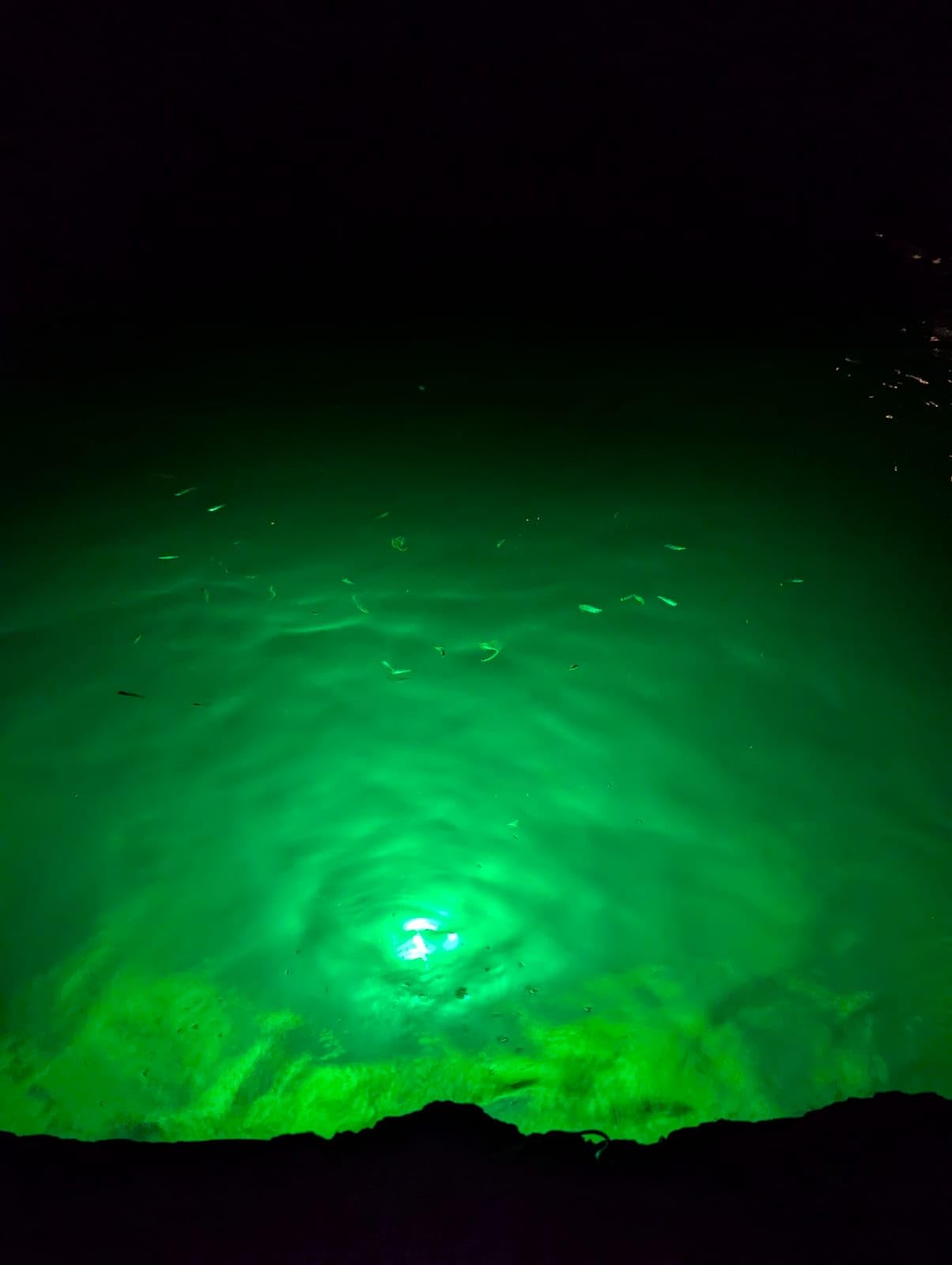 ReeMoo 12V 126 LEDs 13W Fishing Light Underwater Night Fishing Lure Finder Light Green Submersible Fishing Lights with 5M Power Cord for Pool Boat Sea Ice Fishing Attractants More Fish customer photo 1
