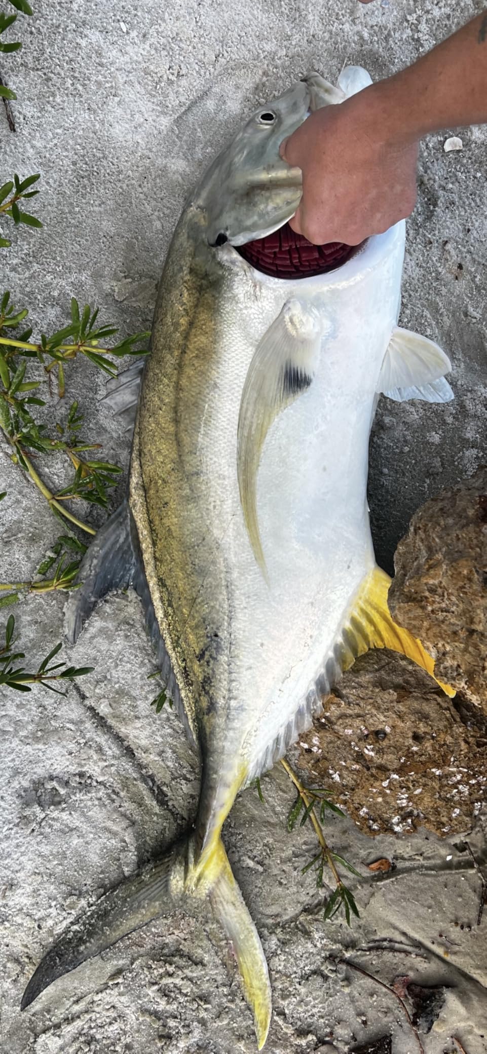 Catfish Pro Fishing for Fun Rod - 7'6
