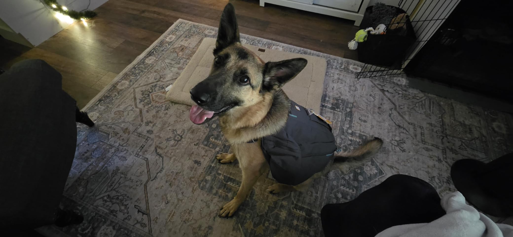 Ruffwear, Front Range Day Pack, Dog Backpack with Saddlebags, 5-Point Adjustment, 3 Leash Points, Padded Handle, Internal Mesh Pockets, Reflective Trim, Light Loop, Basalt Gray, Large/X-Large customer photo 1