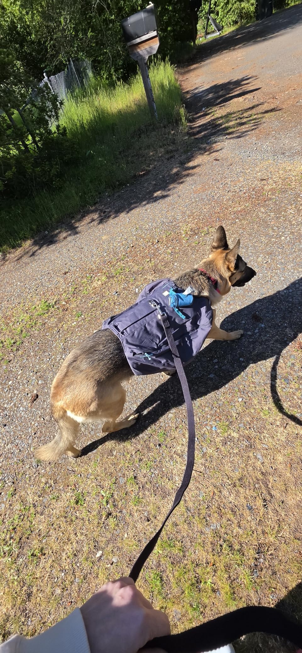 Ruffwear, Front Range Day Pack, Dog Backpack with Saddlebags, 5-Point Adjustment, 3 Leash Points, Padded Handle, Internal Mesh Pockets, Reflective Trim, Light Loop, Basalt Gray, Large/X-Large customer photo 2