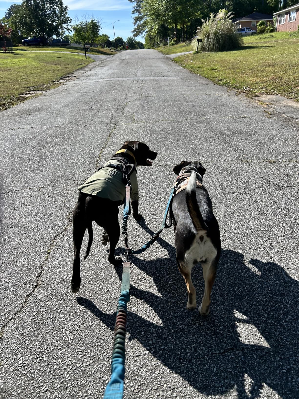 Trail Paw Wax for Dog Hiking, Rocks, Trails & Rough Terrain | Protect dog paws on hikes from rocks, thorns and rough terrain with Trail Wax designed for rugged hiking adventures. customer photo 1