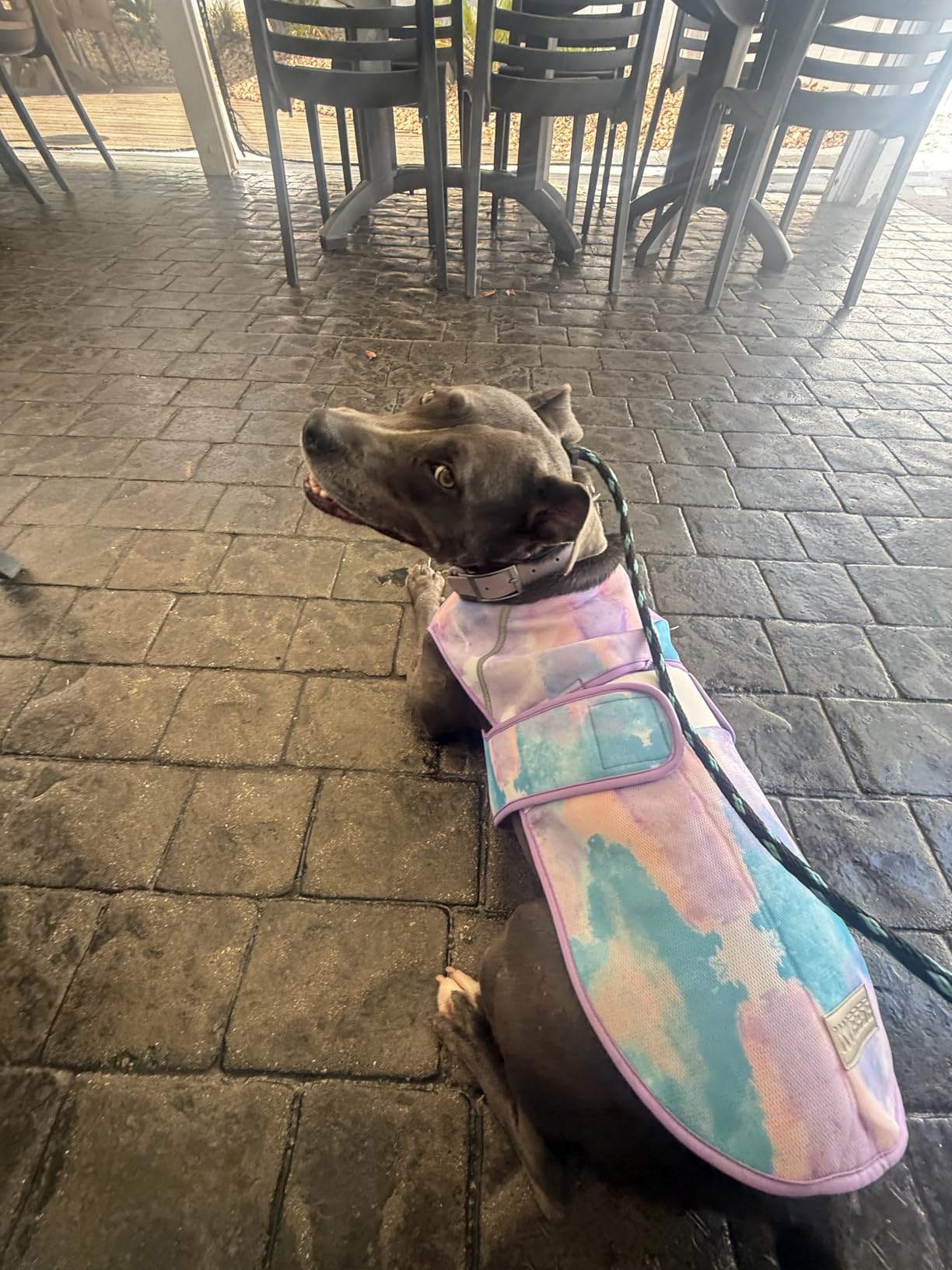 KYEESE Dog Cooling Vest, Lightweight Dog Cooler Jacket, 3D Breathable Mesh Pet Cooling Shirts for Summer with Reflective Stripe, Sun Protection Pet T Shirt for Beach, Hiking, Walking, Purple, M customer photo 2