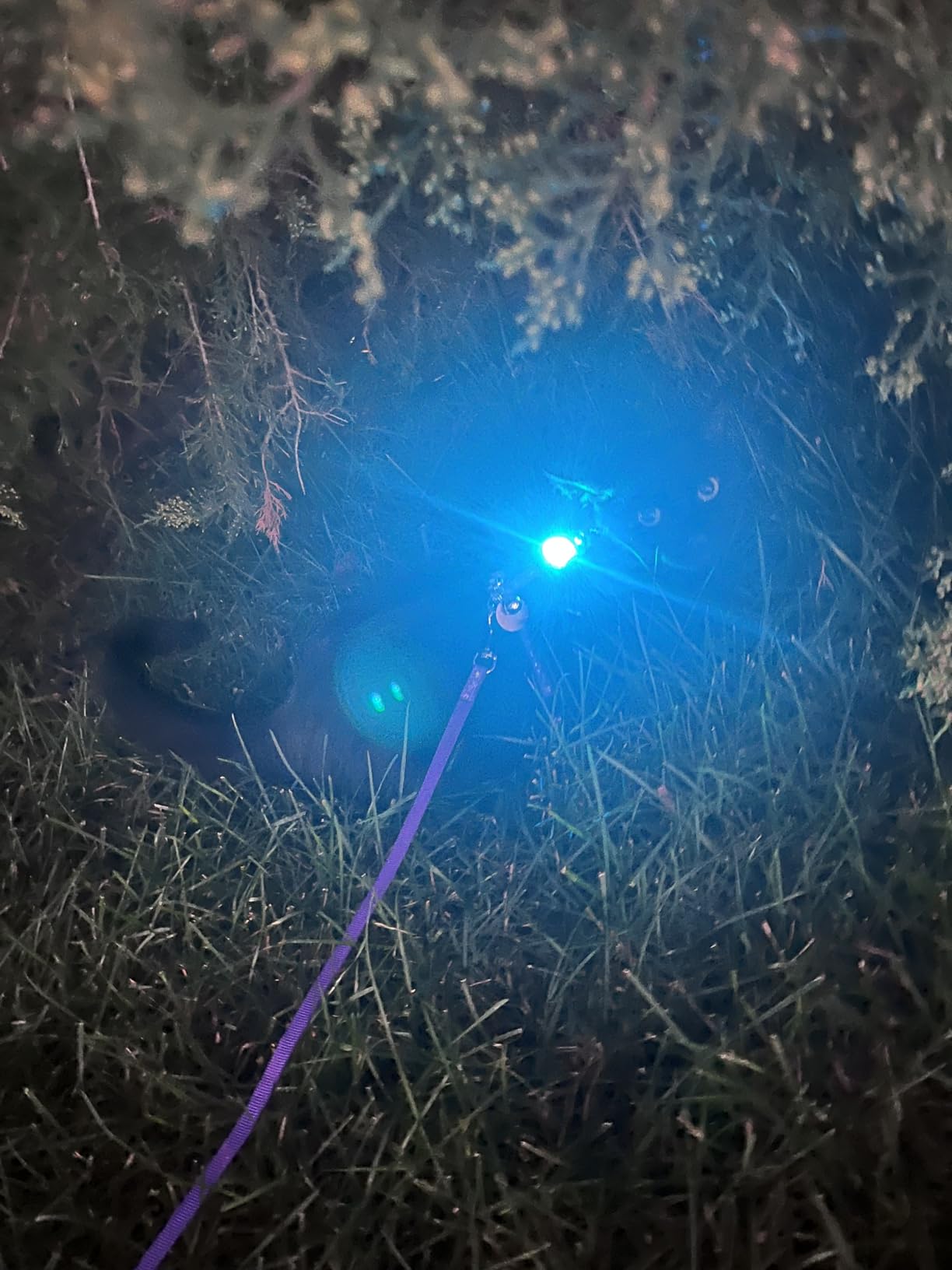 2-Pack Dog Lights for Night Walking, Upgraded 8 Modes Rechargeable Dog Collar Lights for Nighttime Clip On, IPX6 Waterproof and Silicone Band Safety Lights for Dog Collars customer photo 2