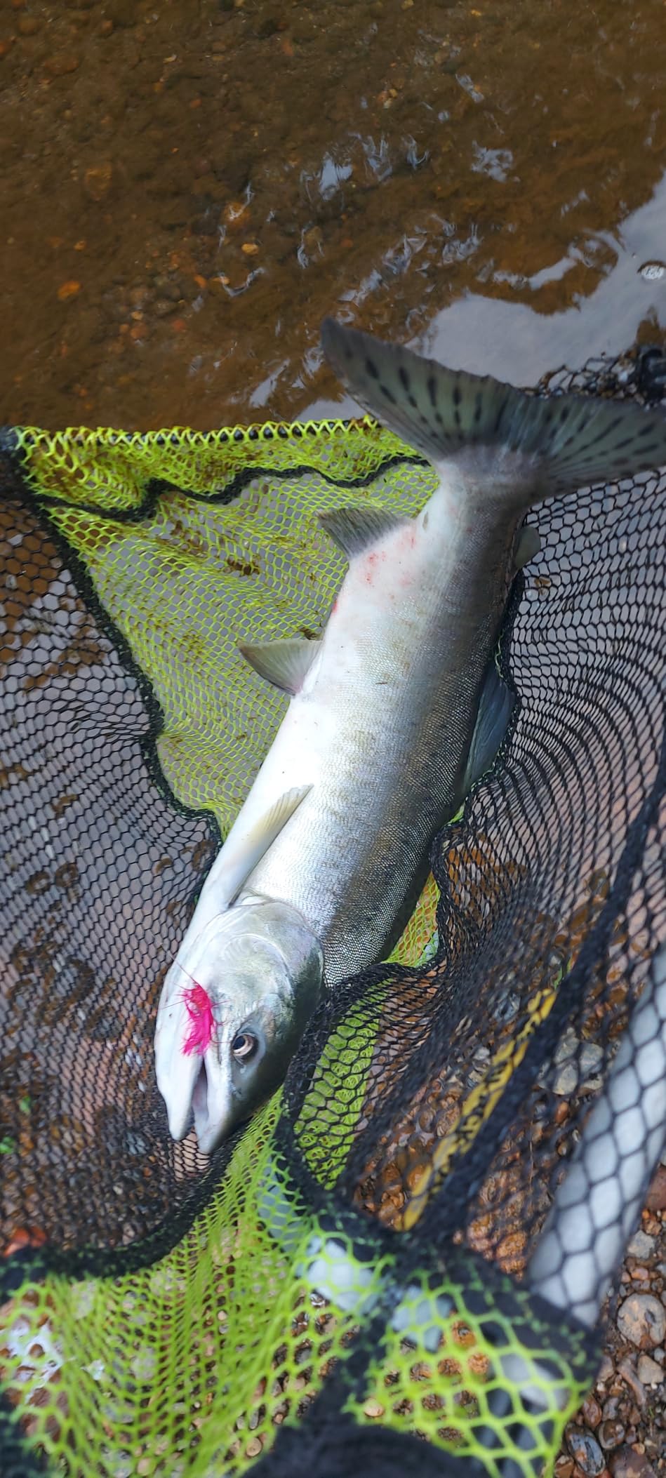 Shakespeare Micro Spinning Rod customer photo 1