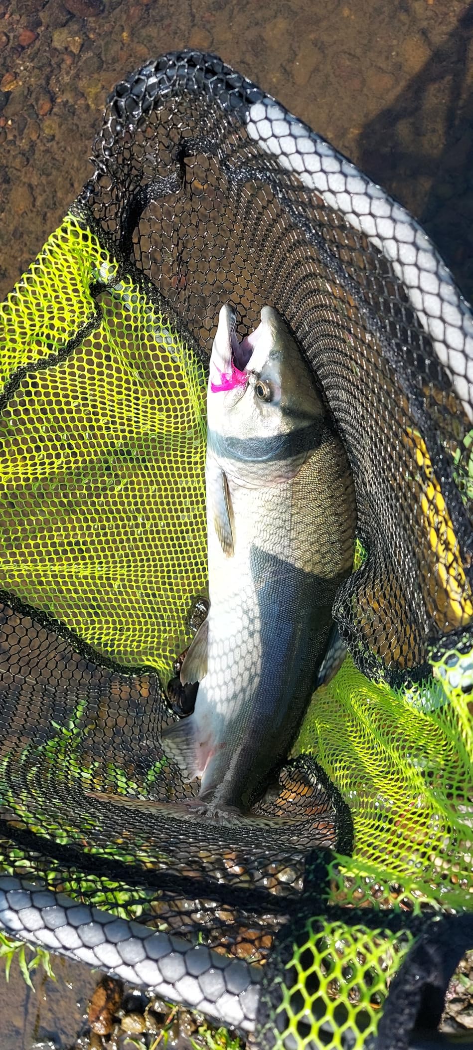 Shakespeare Micro Spinning Rod customer photo 2