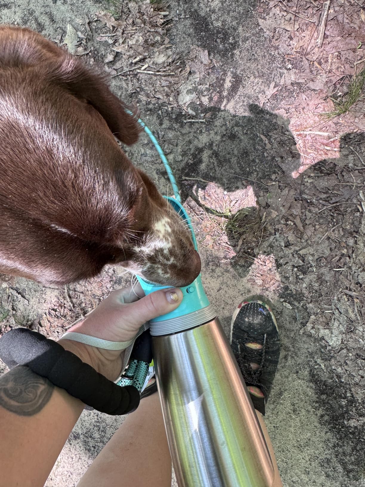 MalsiPree Insulated Dog Water Bottle - 24 oz Blue, Stainless Steel | 24oz insulated steel bottle & bowl - leak-proof - Use for dog travel, hiking, park & beach days customer photo 1