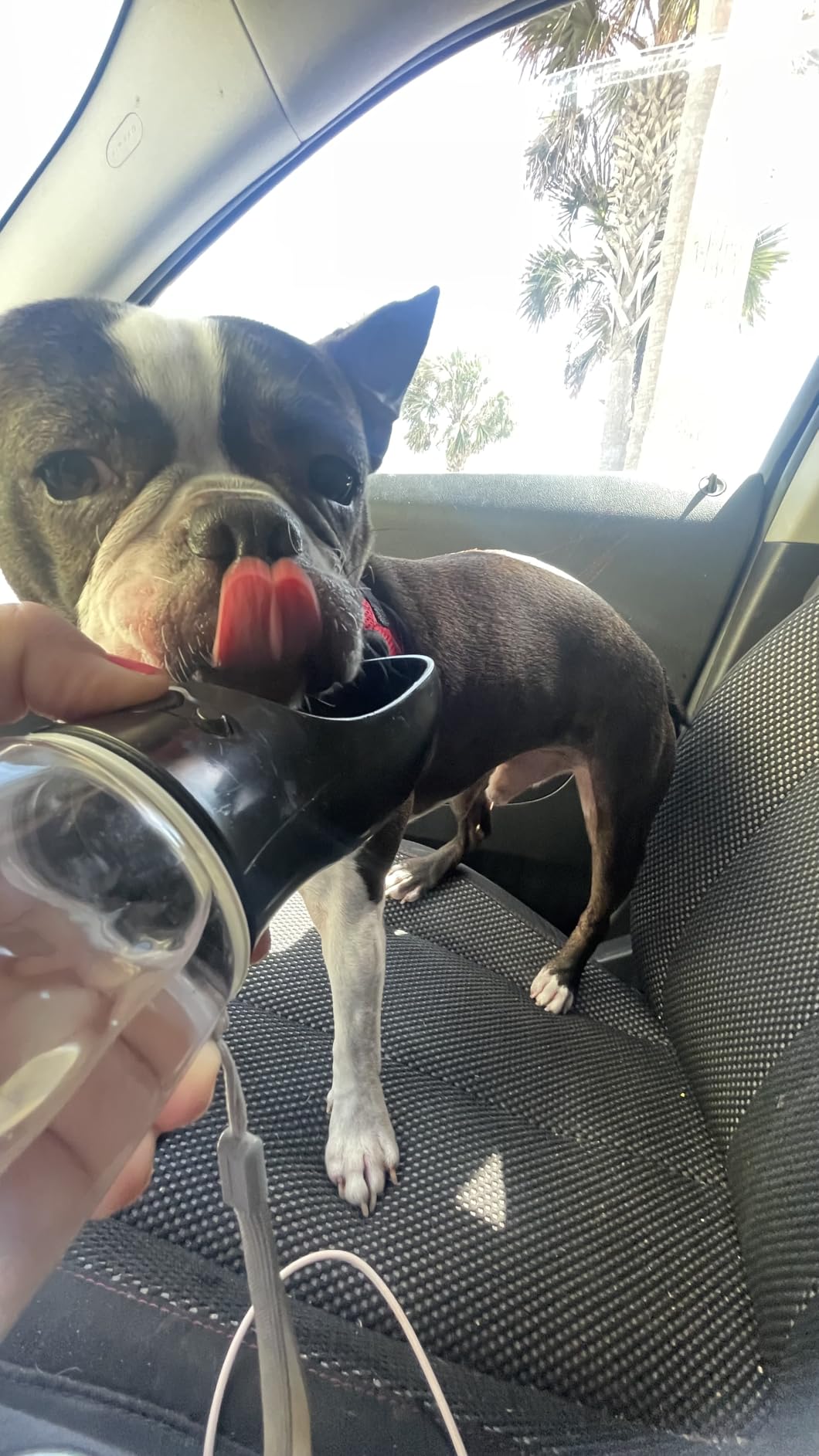 MalsiPree Insulated Dog Water Bottle - 24 oz Blue, Stainless Steel | 24oz insulated steel bottle & bowl - leak-proof - Use for dog travel, hiking, park & beach days customer photo 2