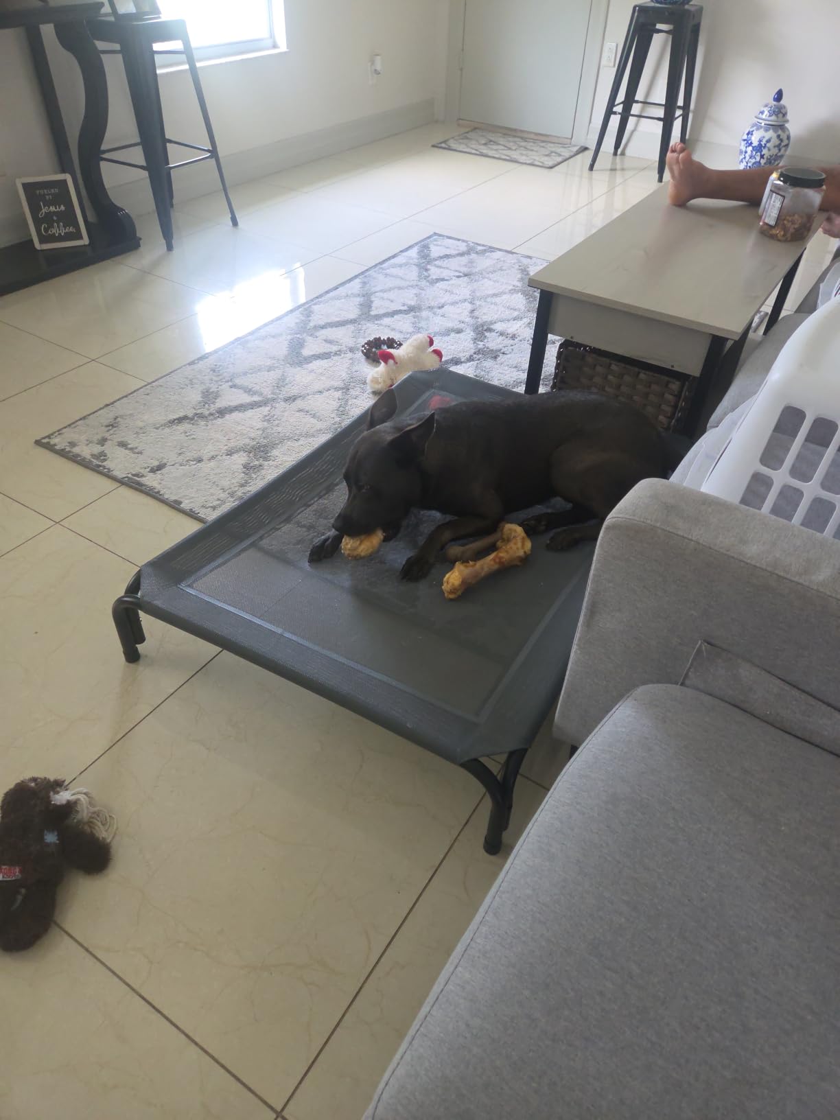 Czpalo Outdoor Elevated Dog Bed for Large Sized Dogs, No-Tool Assembly. | Raised design promotes airflow. Tool-free assembly, easy-to-clean mesh, portable, with anti-skid feet. Indoor/outdoor use. customer photo 2
