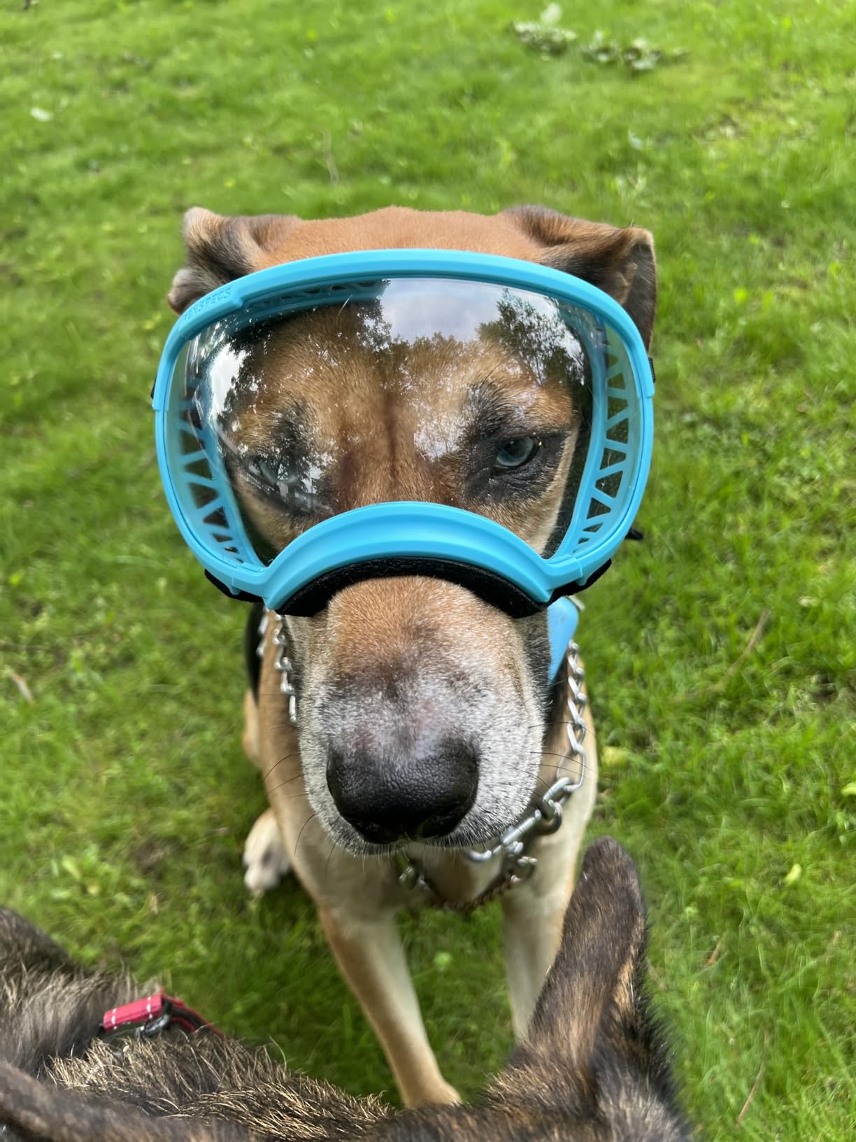 Rex Specs V2 Dog Goggles with UV Eye protection Sunglasses, for Large, Medium, and Small dog breeds (Appalachian Orange, Large) customer photo 1