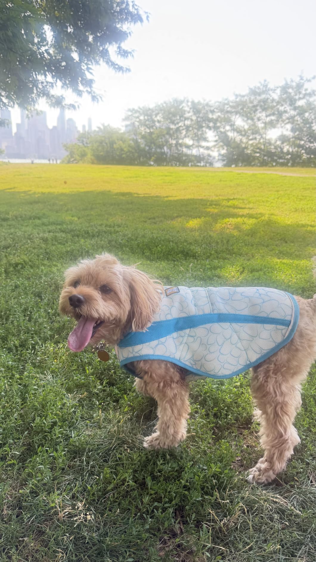 Ruffwear, Swamp Cooler Dog Vest, Evaporative Cooling for Hot Weather, Compatible with Most Harnesses, Biolumin Blue, Medium customer photo 2