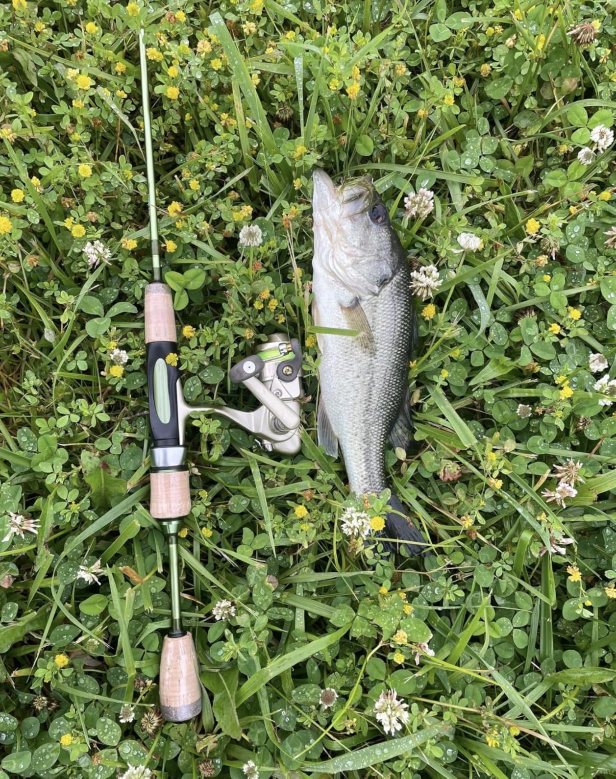 LITTMA Wild Streams Ultralight Spinning&Casting Trout Rod, 2-Piece Fishing Rod for Crappie, Panfish & Micro Fishing, Green Carbon Fiber Blank with Cork Handle, 5'6