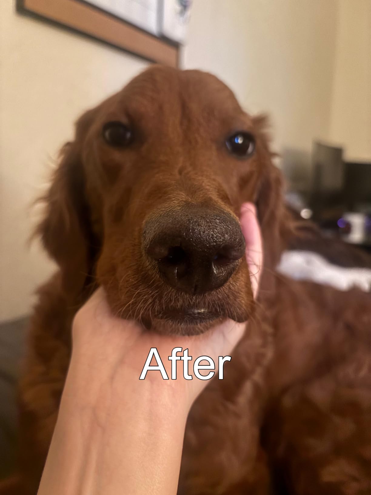 Lick-Safe Dog Paw & Nose Balm with Coconut Oil | All-Natural Dog Paw Protector Against Hot Pavement & Sand, Great for Dogs who Hate Dog Booties or Shoes (2.1 oz / 60 g) customer photo 2