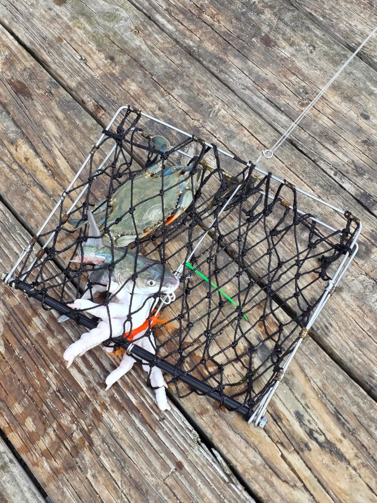 QualyQualy 2 Set Castable Crab Trap Kit, Foldable Crabbing Net with Rope & Bait Clip, Crab Snare/Pots/Traps for Blue Crabs, Dungeness, Crawfish Portable Crabbing Equipment customer photo 1