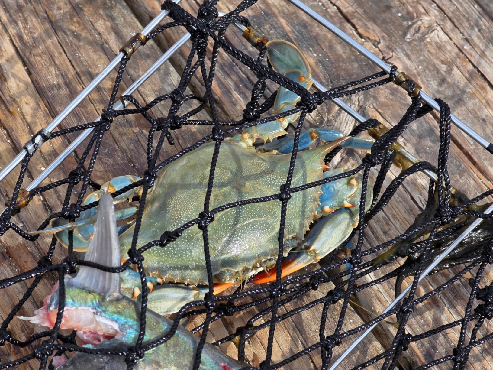 QualyQualy 2 Set Castable Crab Trap Kit, Foldable Crabbing Net with Rope & Bait Clip, Crab Snare/Pots/Traps for Blue Crabs, Dungeness, Crawfish Portable Crabbing Equipment customer photo 2